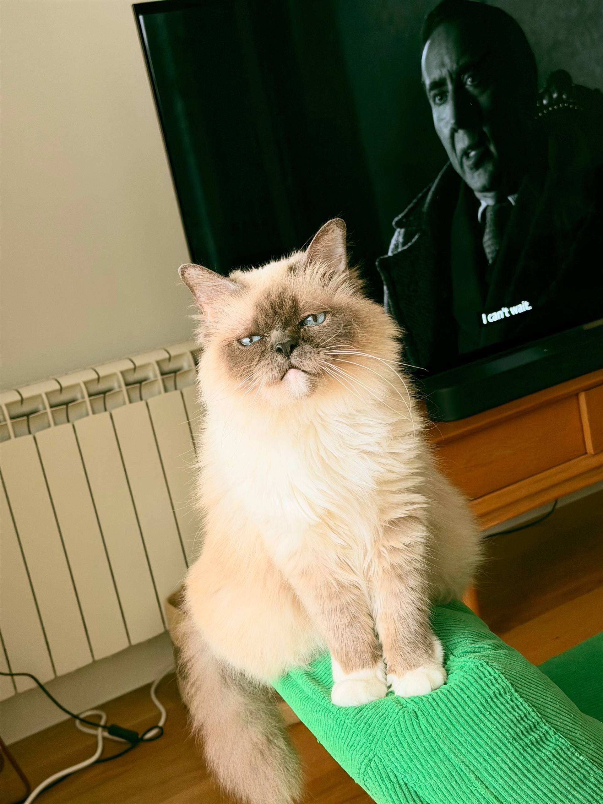 Anri, a fluffy cream cat with blue eyes
