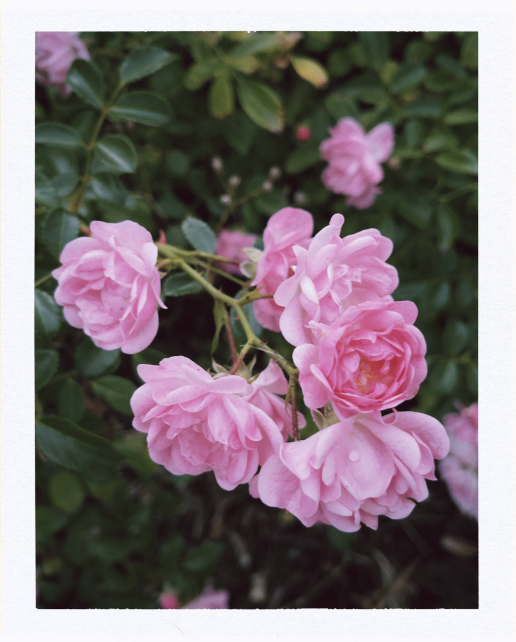 Pink roses photographed as an analogue print