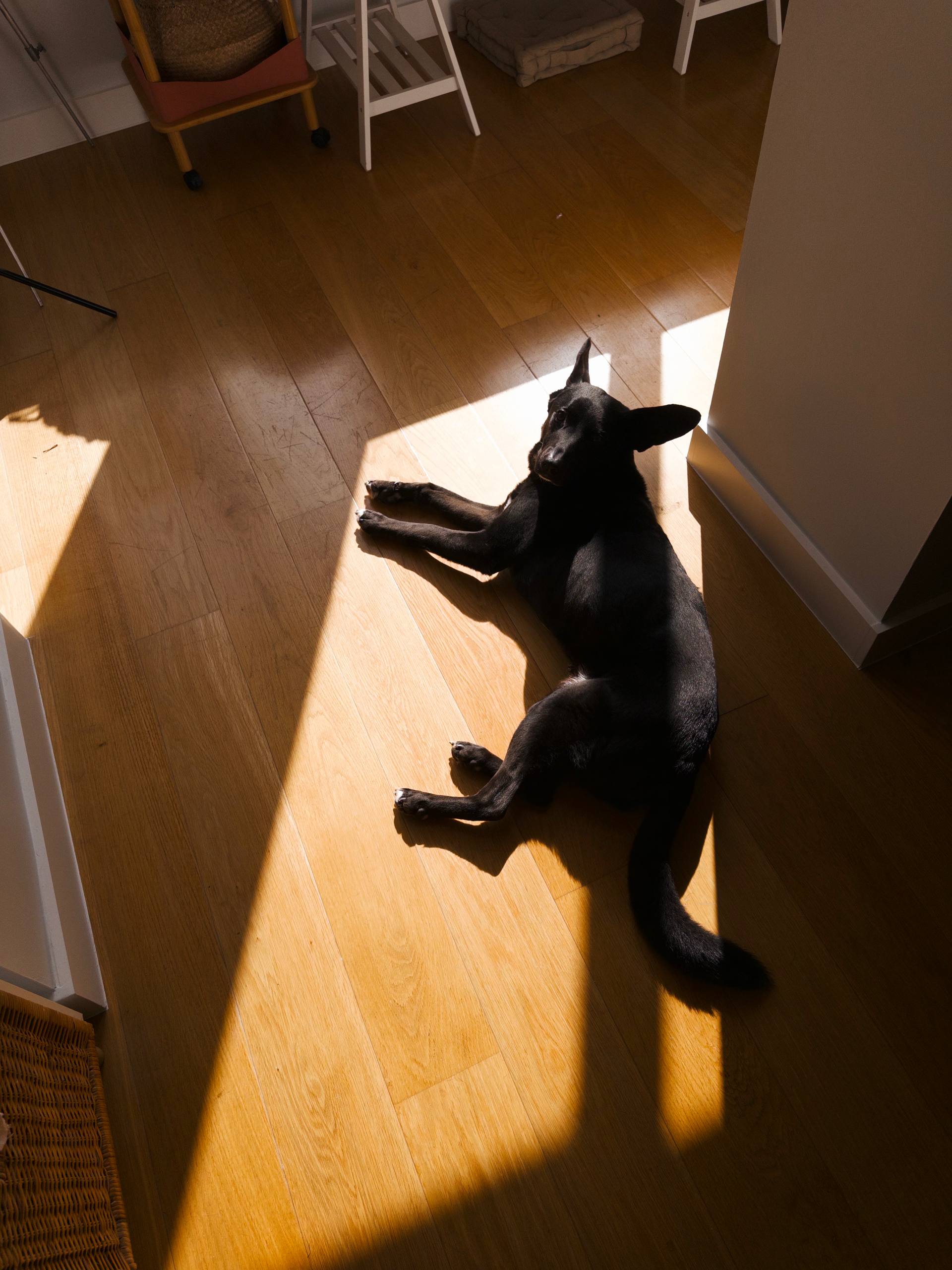Ushi, a black dog with very large ears, resting in sunlight